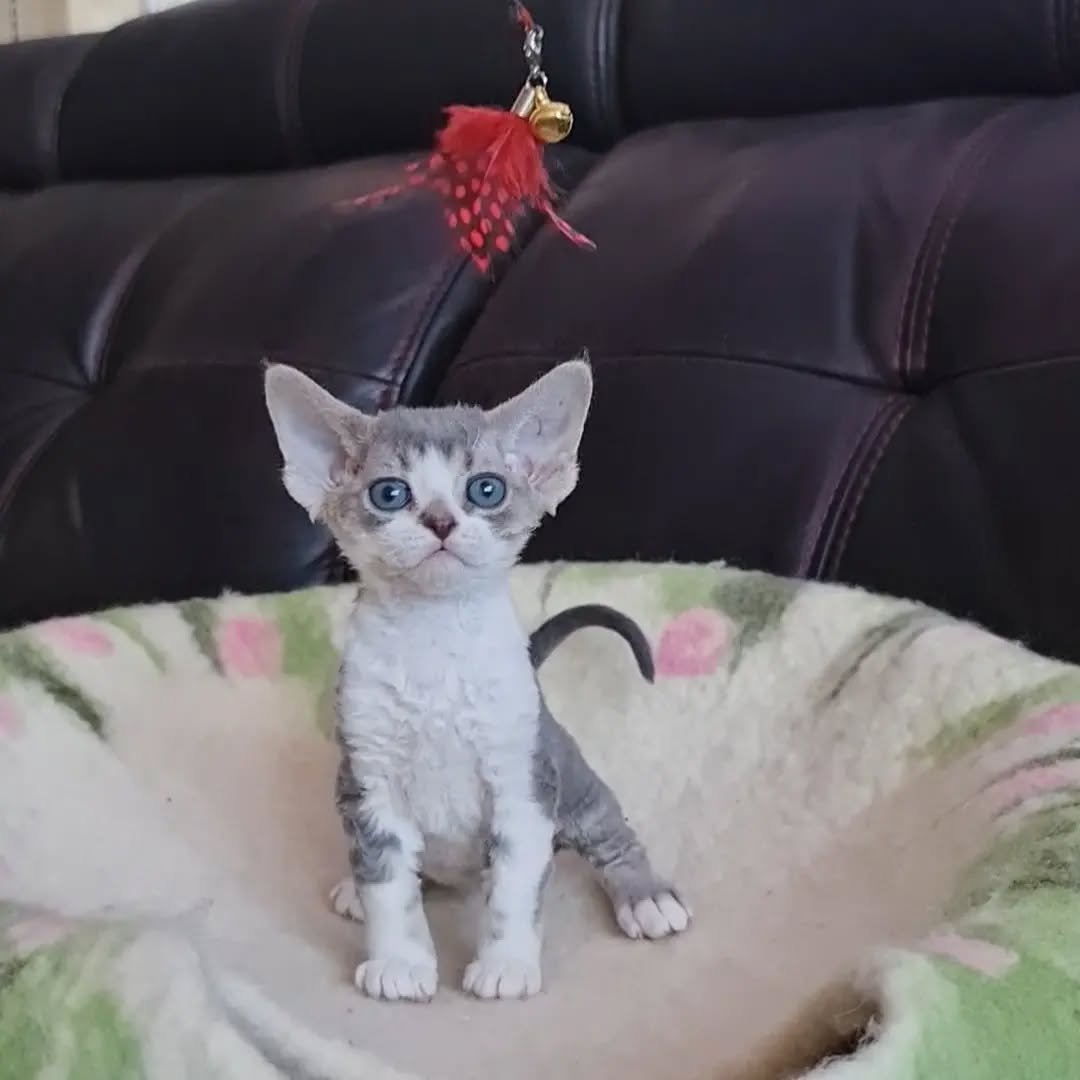 Luna - Devon Rex Kitten